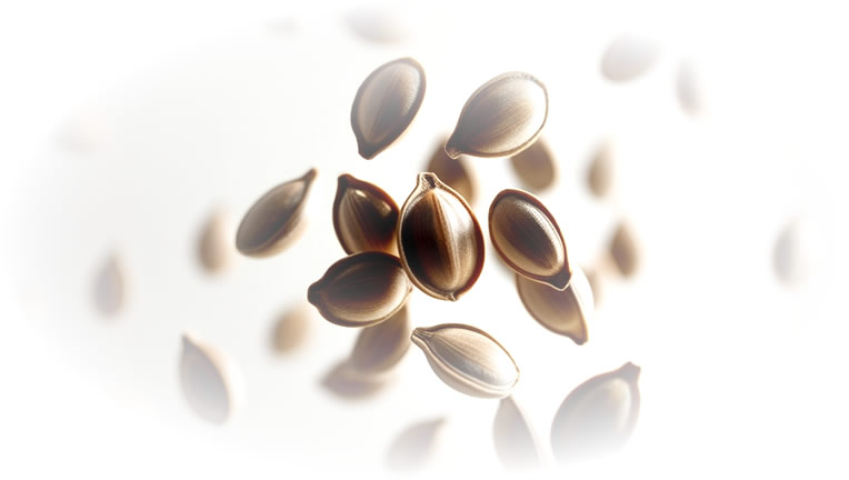seeds.jpg
